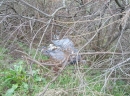 IMG_20130323_095834.jpg